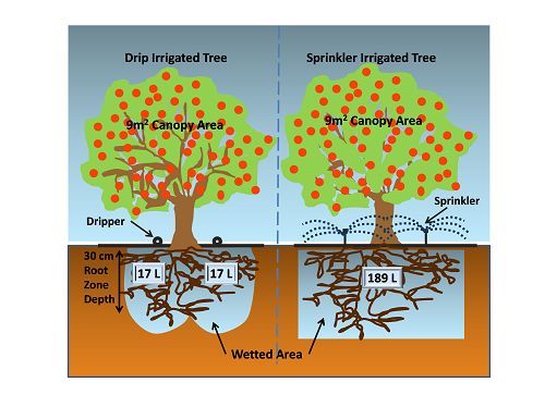 Citrus Tree Spacing Chart