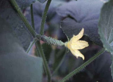 Growing cucumbers, female flower