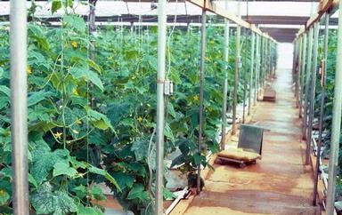Haifa Group cucumber green house spacing recommendations