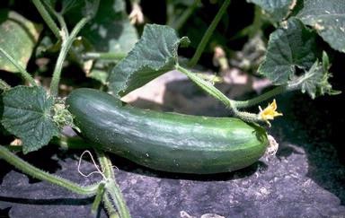 Haifa Group cucumber soil preparation recommendations before planting