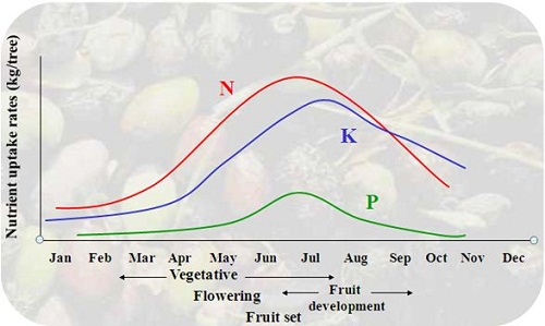 Fruit tree nutrient requirements