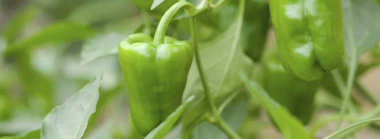 Nutrients in pepper plant leaves