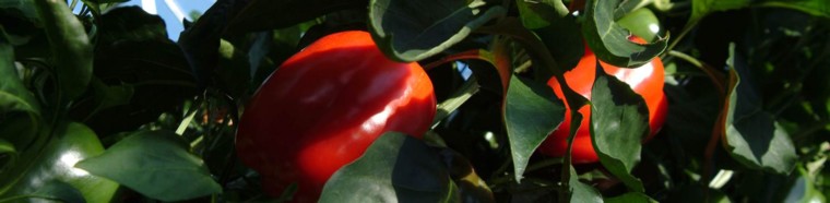 Pepper nutritional requirements in open field
