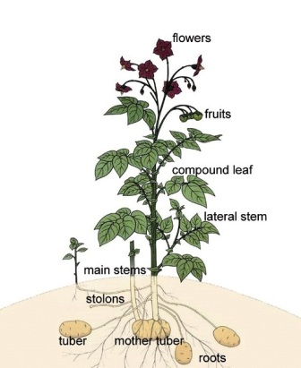 Potato Growth Chart