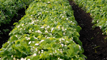 An established strawberry bed grown in a double row hill system.