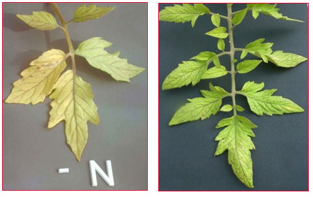 kertgondozás növények tápanyaghiánya nitrogén kálium foszfor
