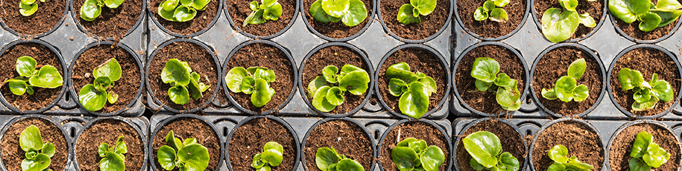 Controlled release fertilizers