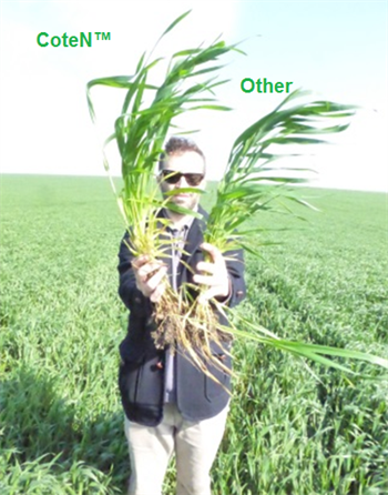 How did Balkan wild wheat growers overcome heavy rains?