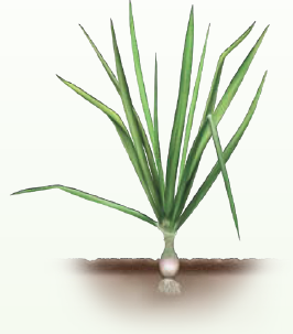 Onion growth stages​ - Onion development