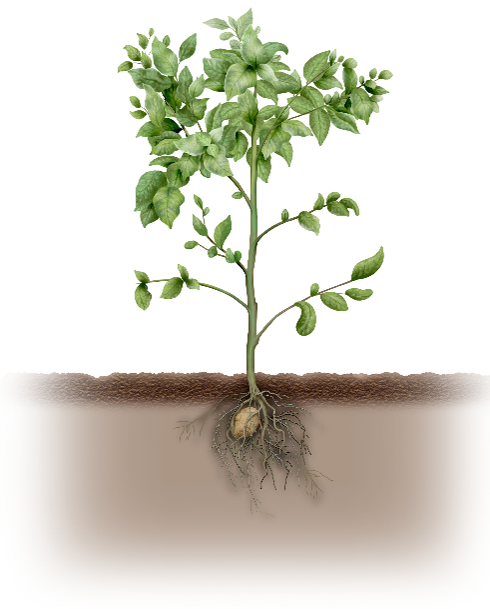 Potato growth stages - planting and establishment
