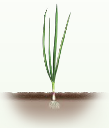 Onion growth stages​ - Planting and Establishment