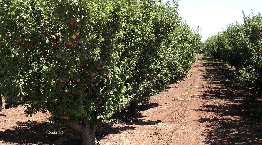 Fertigation of Nectarine Trees in Israel 