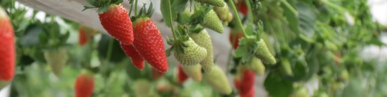 Haifa Group strawberry crop guide for fertilizer program