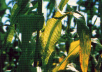 Corn magnesium deficiency