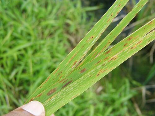 Rice Macro nutrients deficiency of K - potassium