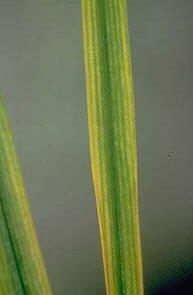 Rice  Macro nutrients deficiency of Mg - magnesium