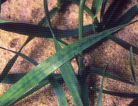 Magnesium Deficiency in Wheat