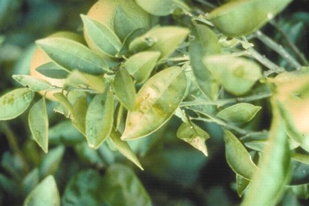 Deficiencia de potasio en citricos