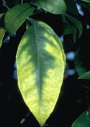 Citrus magnesium deficiency