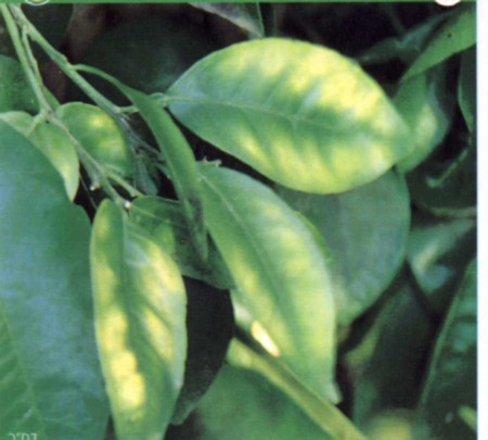 Citrus magnesium deficiency