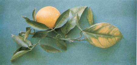 Deficiencia de magnesio en citricos