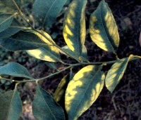 Lemon  magnesium deficiency