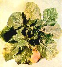 Magnesium Deficiency in Cabbage