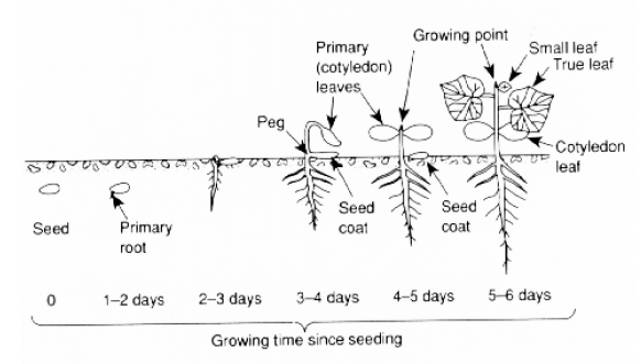 Cucumber development process during first 6 days from germination, under optimal conditions