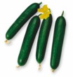 Beit Alpha Cucumbers