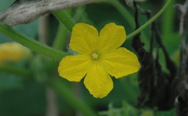 Growing cucumbers, male flower