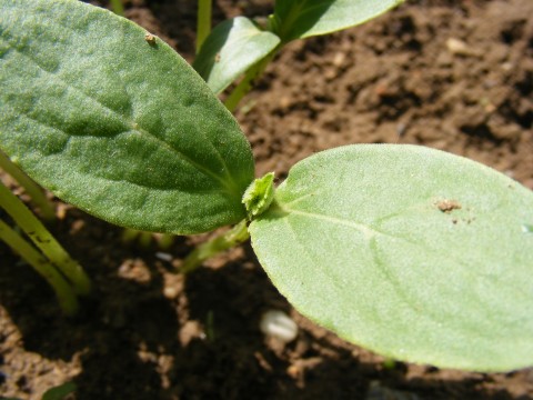 Crop Guide: Growing Cucumbers - Haifa Group