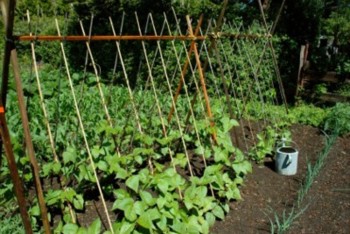 Haifa Group recommendations for different methods of trellising cucumber plants