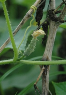 Most current hybrids are gynoecious (all female flowers)