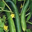 Oriental cucumbers