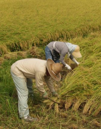 platação de arroz