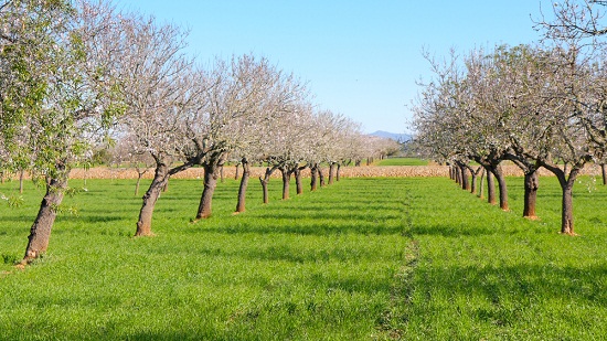 almond orchard - کود مناسب نهال بادام چیست ؟