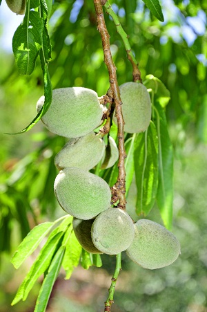 almond tree - کود مناسب نهال بادام چیست ؟