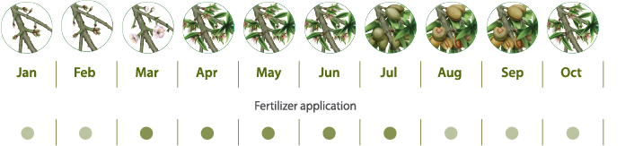 almond tree requirements by month