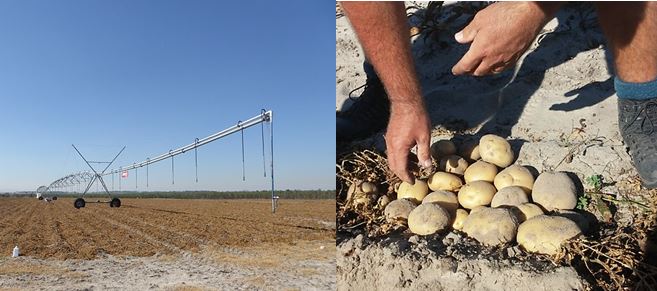 Center pivot irrigation for potatoes