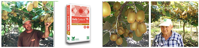 Kiwi growers and Haifa Turbo-K 