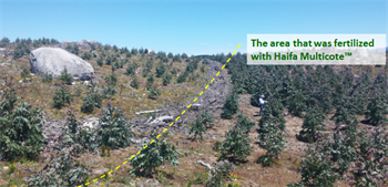 Visiting forestry sites in Chile,and the Multicote™ impact