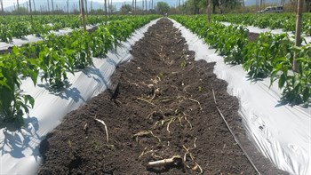 Aceptación de Turbo K 15 15 15 en aplicacón de fondo en chile serrano (Capsicum annum)