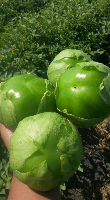 15 toneladas extra de tomatillos con Polyfeeds