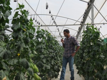 Cyprus Hydroponic and soilless cultures