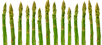 A successful trial in France - Multicote™ Agri for asparagus