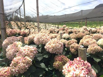 Haifa's experts meet Hydrangea growers in Colombia