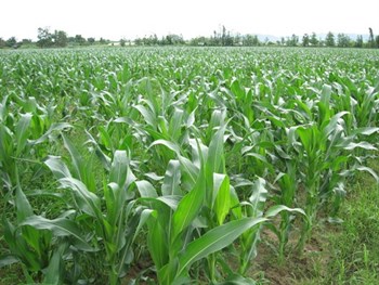 Fertilizer application: helping the environment & the farmers