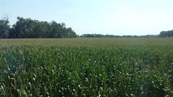 Jornada de campo sobre la fertilización del cultivo del maíz, con fertilizantes de liberación controlada de única aplicación en presiembra, en diferentes modalidades de siembra. (Seminsa – Haifa Iberia)