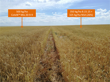 Resultados de la aplicación comercial de CoteN™ Mix en el cultivo de trigo en Salamanca (España).