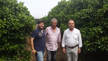 Éxito con el uso del fertilizante CoteN™ Mix, como abonado de fondo en el cultivo de los cítricos, en la zona de Cantillana (Sevilla, España).